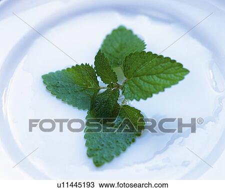 Lemon Balm on a White Porcelain Plate, High Angle View View Large Photo Image Stock Image - Lemon Balm on a White Porcelain Plate, High Angle View. Fotosearch