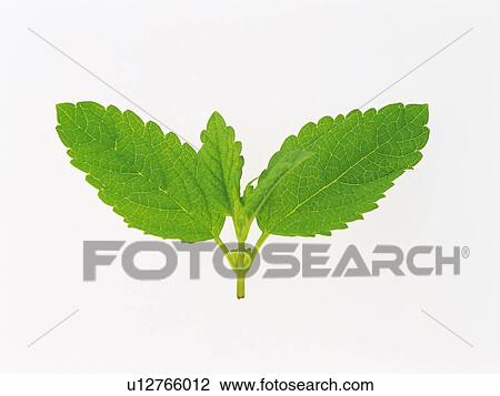 Lemon Balm On a White Surface, Front View View Large Photo Image Stock Image - Lemon Balm On a White Surface, Front View. Fotosearch