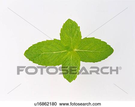 Lemon Balm On a White Surface, High Angle View View Large Photo Image Stock Image - Lemon Balm On a White Surface, High Angle View. Fotosearch