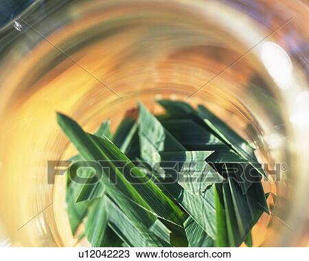 Lemongrass in a Glass, High Angle View, Differential Focus View Large Photo Image Stock Image - Lemongrass in a Glass, High Angle View, Differential Focus. Fotosearch