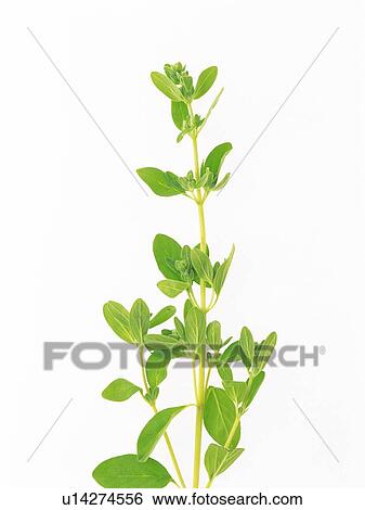 Marjoram On a White Surface, Front View View Large Photo Image Stock Photograph - Marjoram On a White Surface, Front View. Fotosearch