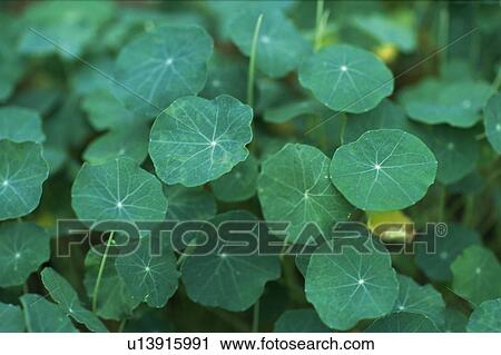 Nasturtium, High Angle View, Differential Focus View Large Photo Image Stock Image - Nasturtium, High Angle View, Differential Focus. Fotosearch