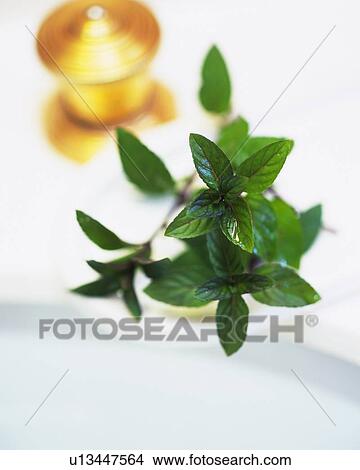 Peppermint, Next to Another Object, High Angle View, Differential Focus View Large Photo Image Picture - Peppermint, Next to Another Object, High Angle View, Differential Focus. Fotosearch