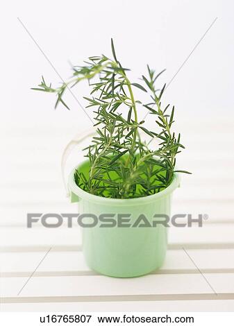 Rosemary In a Light-green Bucket, High Angle View, Differential Focus View Large Photo Image Stock Photo - Rosemary In a Light-green Bucket, High Angle View, Differential Focus. Fotosearch