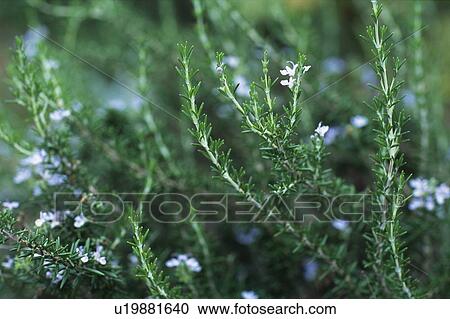 Stock Image - Rosemary In the Middle of a Rosemary Field, Front View, Differential Focus. Fotosearch