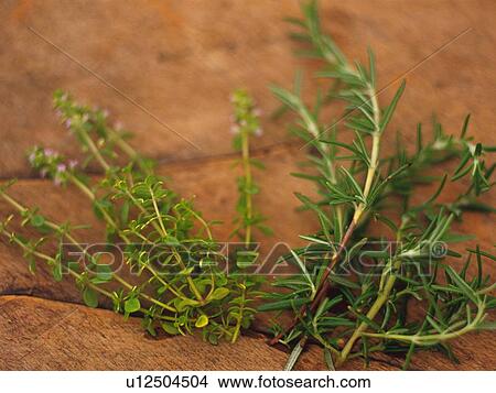 Rosemary, Lying on Several Stones, High Angle View, Differential Focus View Large Photo Image Picture - Rosemary, Lying on Several Stones, High Angle View, Differential Focus. Fotosearch