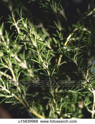 Rosemary, The Light Partly Shining Through, High Angle View, Differential Focus View Large Photo Image Stock Photo - Rosemary, The Light Partly Shining Through, High Angle View, Differential Focus. Fotosearch