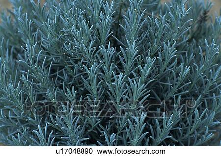 Sage, Spread Across the Surface, High Angle View View Large Photo Image Stock Image - Sage, Spread Across the Surface, High Angle View. Fotosearch