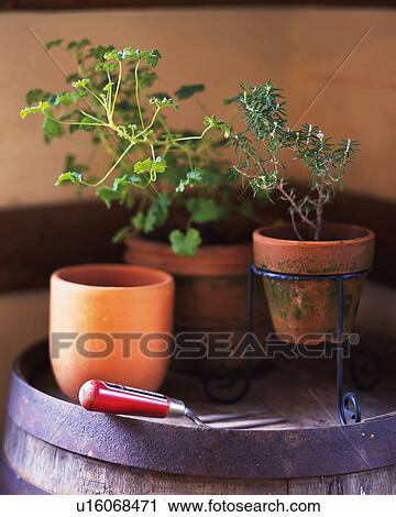 Stock Image -  Several Flower Pots, With Some Herbs, Front View, Differential Focus. Fotosearch