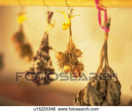 Stock Photo -  Several Shrubs of Herbs, Being Dried on the Wall, Side View, Differential Focus. Fotosearch