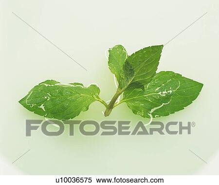 Spearmint Floating on Water, High Angle View View Large Photo Image Stock Photography - Spearmint Floating on Water, High Angle View. Fotosearch