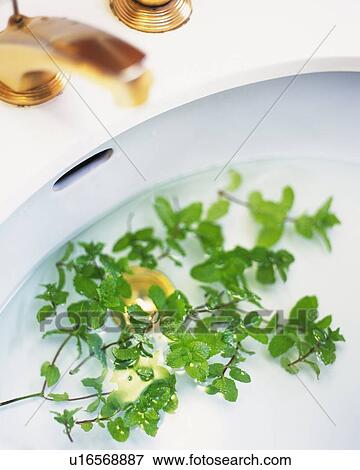 Stock Photo - Spearmint, Floating onWater in a Water basin, High Angle View, Differential Focus. Fotosearch