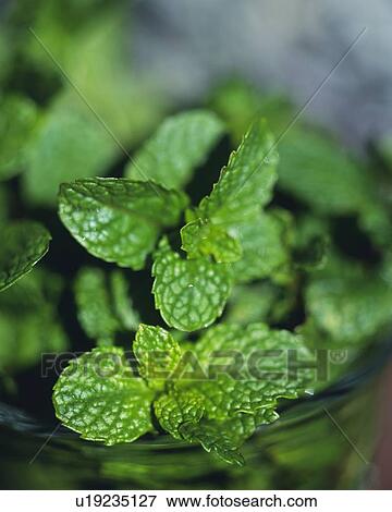 Stock Photo - Spearmint, High Angle View, Differential Focus. Fotosearch