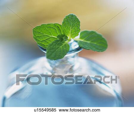 Stock Photography - Spearmint in a Glass Bin, Front View, Differential Focus . Fotosearch