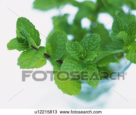 Spearmint in a Glass, High Angle View, Differential Focus View Large Photo Image Stock Image - Spearmint in a Glass, High Angle View, Differential Focus. Fotosearch