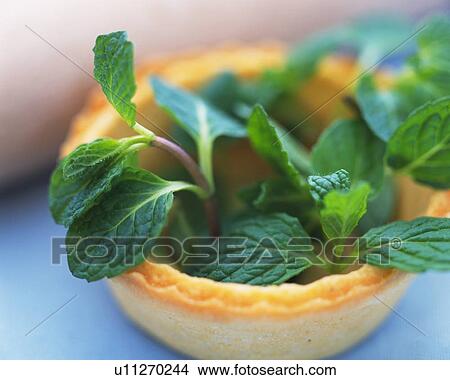 Picture - Spearmint In a Little Baked Cup, High Angle View, Differential Focus. Fotosearch