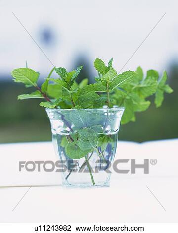 Stock Image - Spearmint in a Little Glass Filled With Water, Front View, Differential Focus. Fotosearch
