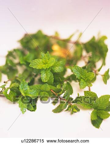 Spearmint on a Baby Pink-colored Floor, High Angle View, Differential Focus View Large Photo Image Stock Photography - Spearmint on a Baby Pink-colored Floor, High Angle View, Differential Focus. Fotosearch