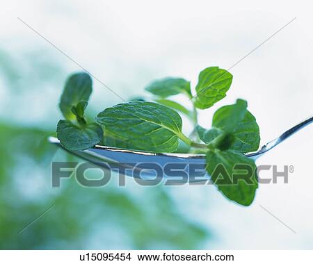 Spearmint on a Spoon, Side View, Differential Focus View Large Photo Image Picture - Spearmint on a Spoon, Side View, Differential Focus. Fotosearch