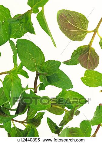 Spearmint On a White Surface, High Angle View View Large Photo Image Stock Photography - Spearmint On a White Surface, High Angle View. Fotosearch