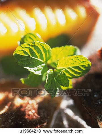 Stock Photo - Spearmint, Surrounded By Other Colorful Objects, Front View, Differential Focus. Fotosearch