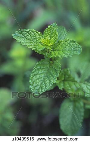 Spearmint, Surrounded By Several Leaves, High Angle View, Differential Focus View Large Photo Image Stock Photograph - Spearmint, Surrounded By Several Leaves, High Angle View, Differential Focus. Fotosearch