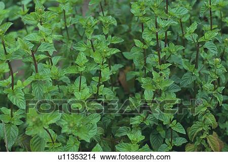 the Bergamot Mint, High Angle View View Large Photo Image Picture - the Bergamot Mint, High Angle View. Fotosearch