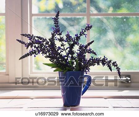 Stock Photo -  the Indigo Sage in a Cup, Standing in Front of a Window, Front View. Fotosearch