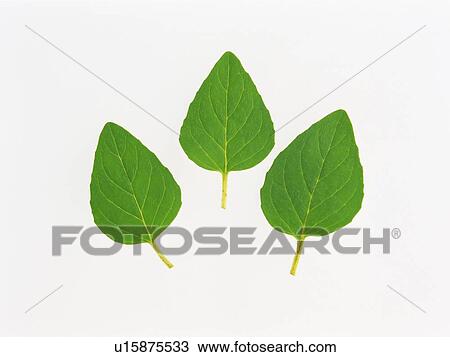 Stock Image -  Three Oregano Leaves On a White Surface, High Angle View. Fotosearch