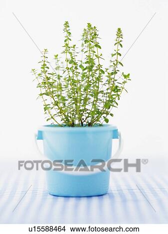 Picture - Thyme, Potted in a Blue Bucket, Front View, Differential Focus. Fotosearch