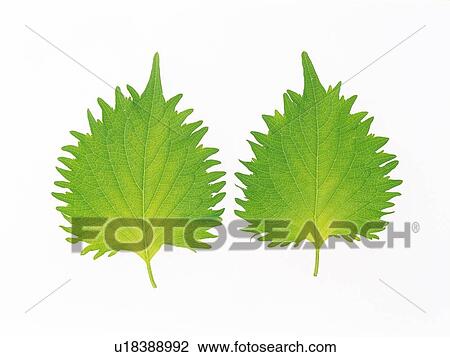 Two Perilla Leaves, Next to Each Other, High Angle View View Large Photo Image Stock Image - Two Perilla Leaves, Next to Each Other, High Angle View. Fotosearch