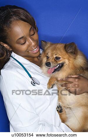 African American young adult female veterinarian holding brown Pomeranian dog. View Large Photo Image Picture - African American young adult female veterinarian holding brown Pomeranian dog.. Fotosearch