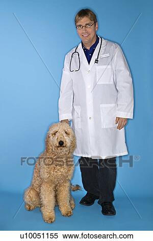 Middle-aged Caucasian male veterinarian with Goldendoodle dog. View Large Photo Image Stock Photography - Middle-aged Caucasian male veterinarian with Goldendoodle dog.. Fotosearch