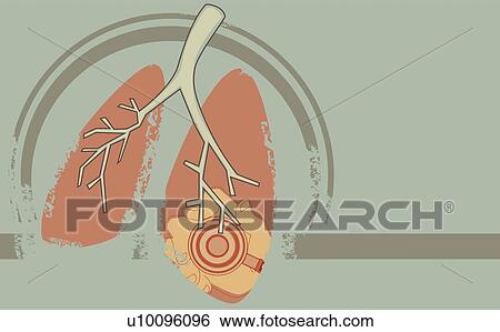 Stock Illustration - Close-up of human lungs. Fotosearch