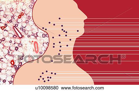 Clipart - Acupuncture pressure points demarcated on an outline of the human form. Fotosearch