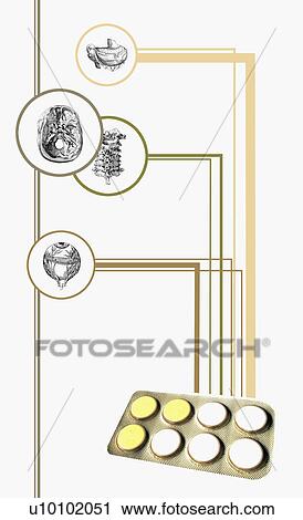 Clip Art - Close-up of a blister pack with diagrams of human organs. Fotosearch