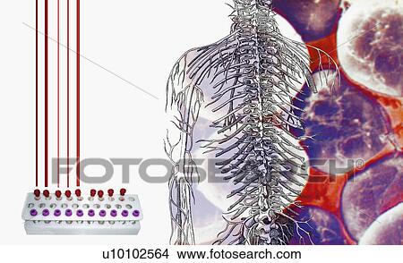 Close-up of a diagram of a human skeleton with a test tube rack View Large Illustration Stock Illustration - Close-up of a diagram of a human skeleton with a test tube rack. Fotosearch