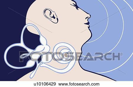 Stock Illustration - Close-up of a diagram of human ear. Fotosearch