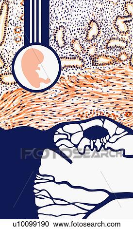 Close-up of a diagram of the human fetus View Large Illustration Clipart - Close-up of a diagram of the human fetus. Fotosearch