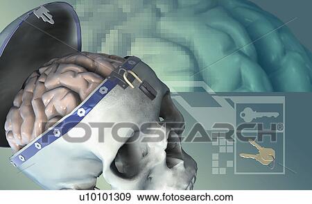 Close-up of a human brain inside a skull View Large Illustration Stock Illustration - Close-up of a human brain inside a skull. Fotosearch