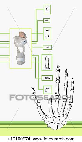 Stock Illustration - Close-up of a human hand. Fotosearch