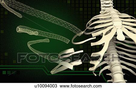 Close-up of a human skeleton View Large Illustration Drawing - Close-up of a human skeleton. Fotosearch