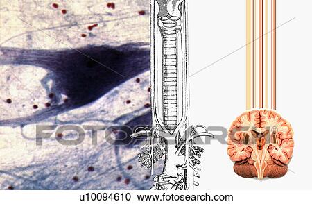 Clipart - Close-up of diagrams of the human spine and human brain. Fotosearch