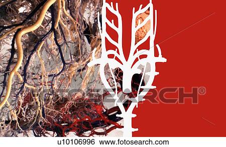 Close-up of the human nervous system View Large Illustration Stock Illustration - Close-up of the human nervous system. Fotosearch
