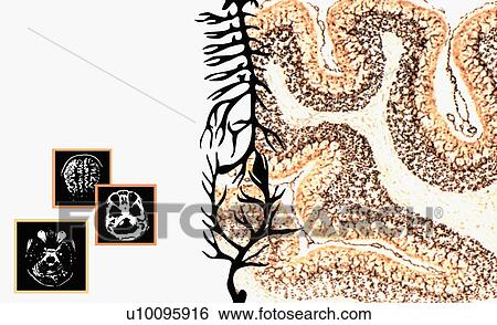 Stock Illustration - Close-up of the human spine and diagrams of human organs. Fotosearch
