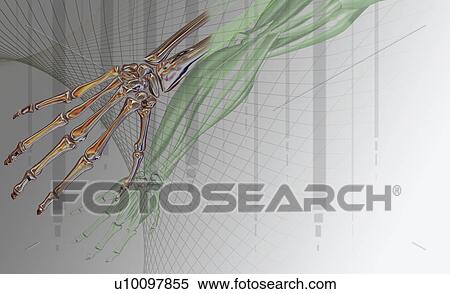 Stock Illustration - Close-up of the skeleton of a human hand. Fotosearch