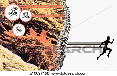 Stock Illustration - Diagrams of human organs superimposed on a human spine. Fotosearch