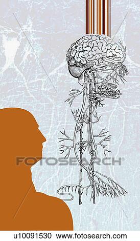 Silhouette of a man beside the diagram of the human brain View Large Illustration Clipart - Silhouette of a man beside the diagram of the human brain. Fotosearch