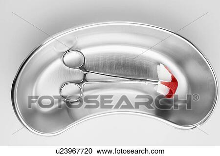 Medical scissors and blood stained swab in kidney dish View Large Photo Image Stock Image - Medical scissors and blood stained swab in kidney dish. Fotosearch