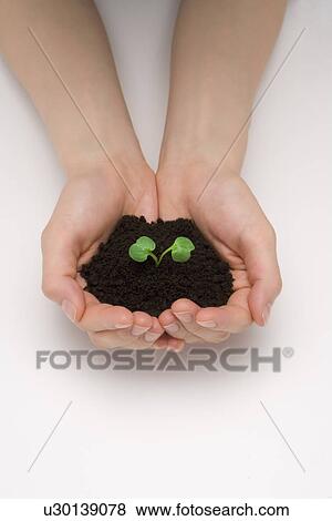Stock Photo - Close-up human hands holding a Daikon cress, high angle view. Fotosearch